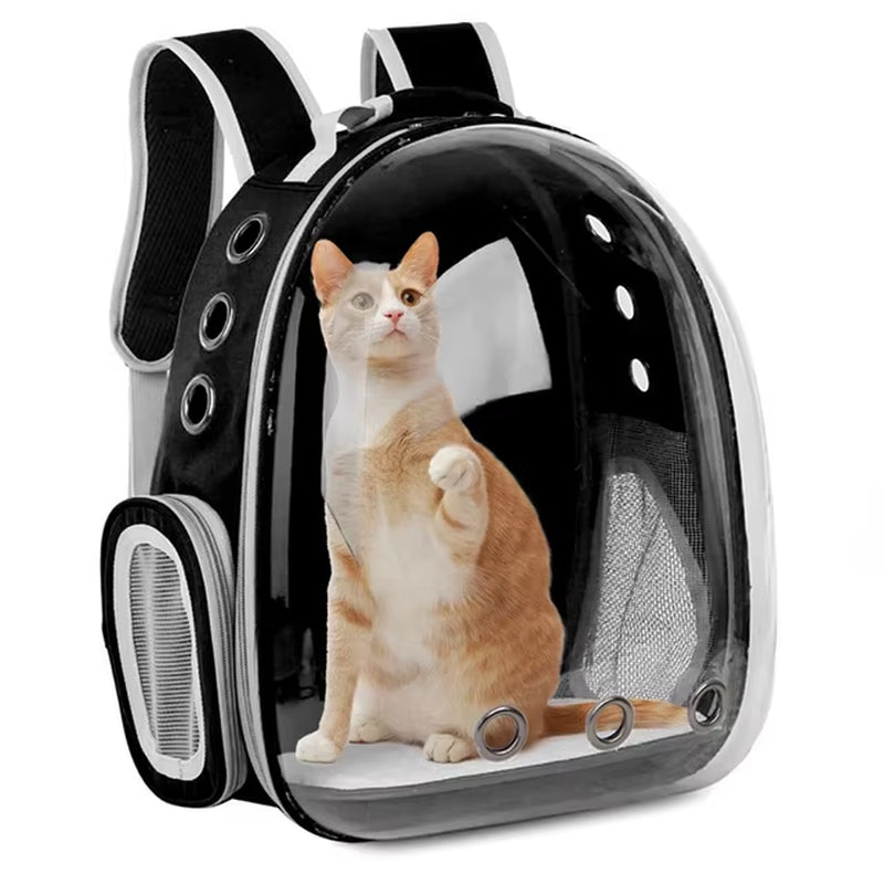 Black transparent bubble backpack carrier with an orange and white cat sitting inside, front view on white background