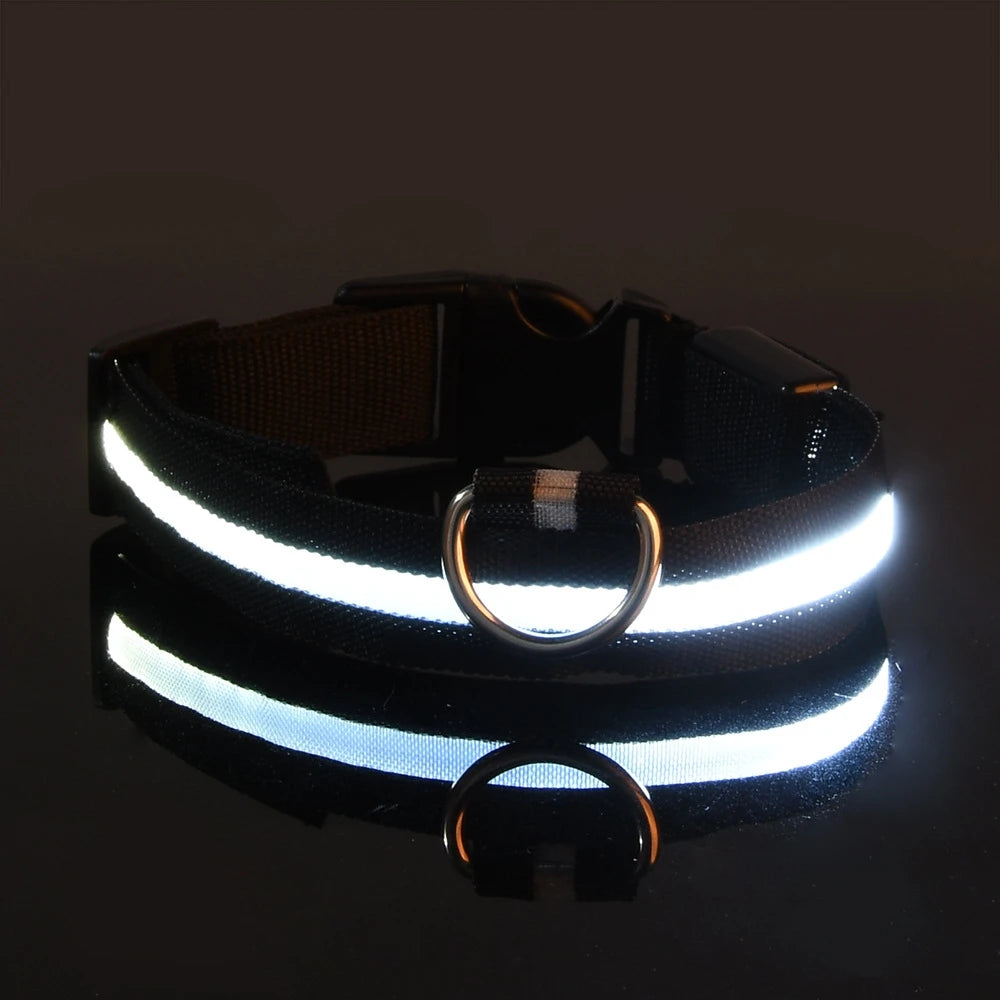 Black nylon collar band with a plain white LED strip lit, buckle and D-ring visible on a black background