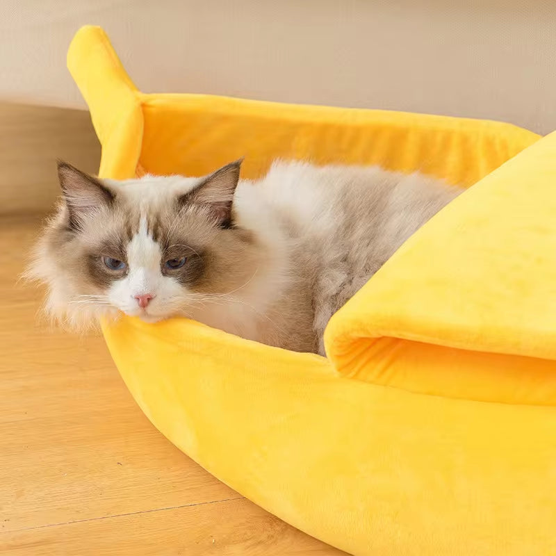 Close-up of a white and grey Ragdoll cat lying in the open yellow banana bed on a wood floor, head resting on the peel edge