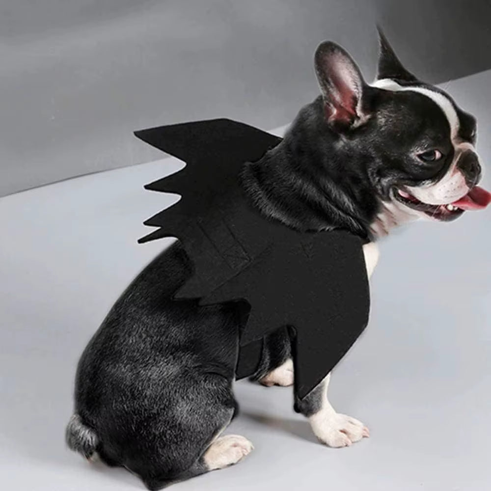 Black and white French bulldog sitting on grey background wearing black bat wing costume with tongue out